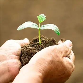 Plant in Hands Image